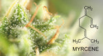 myrcene terpene cannabis